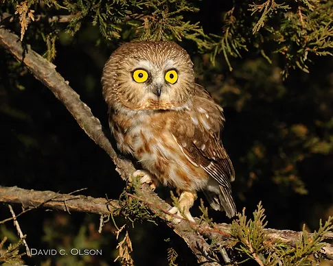 Image for event: Screech Owl At Midnight Hollow Storytime