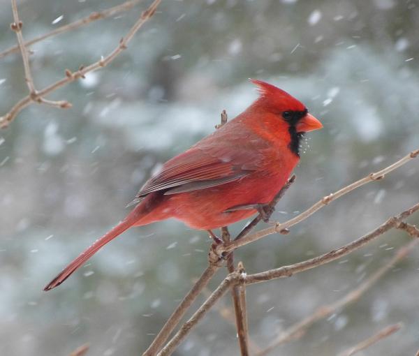 Image for event: Winter Bird Walk at Ryerson Woods